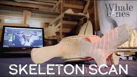 Whale Bones (Ep. 4): Posing a Whale