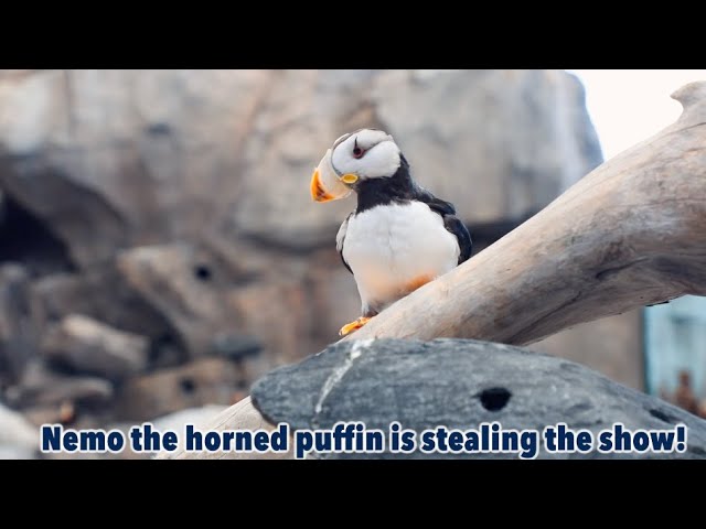 Horned Puffin - Alaska Sealife Center