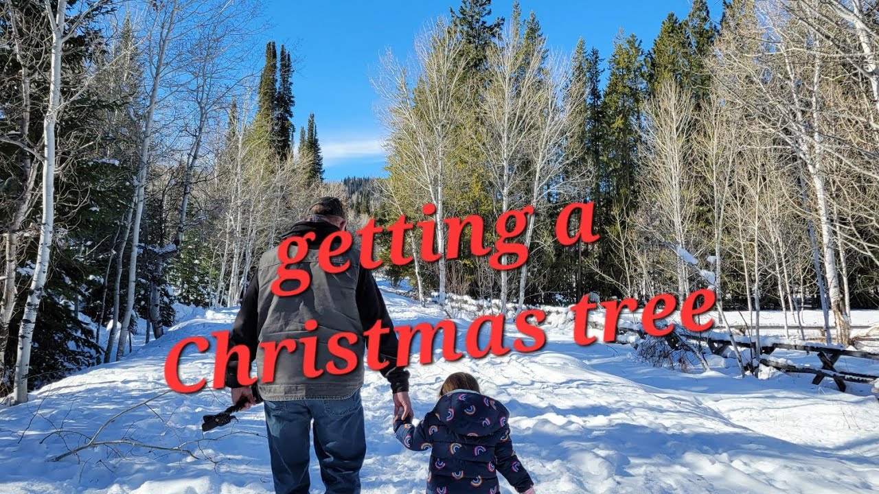 getting a Christmas tree YouTube