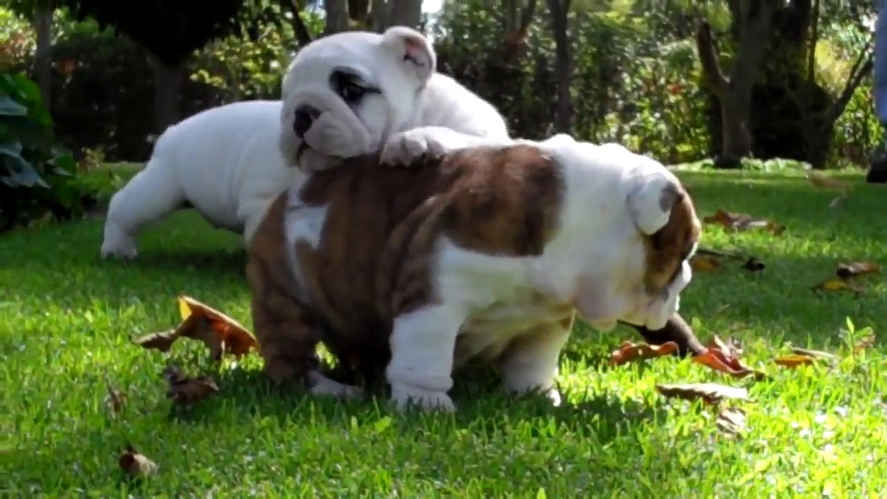 mermo bulldog puppies