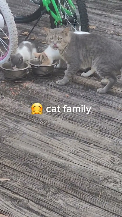 what the cats don't know. ..#cuteanimals #outsidecats