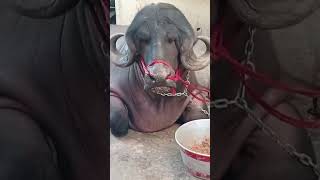 #bakra #eid #subscribe #surat