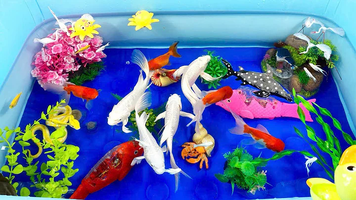 Let's explore what fish and sea creatures there are:sharks,jellyfish#goldfish#animals#viral videos