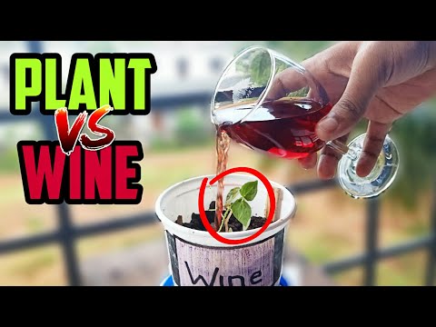 Can Plants SURVIVE just with Red Wine?