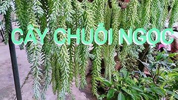 CÂY CHUỖI NGỌC QÚA ĐẸP QUÁ HAY || Cây cảnh Hoa lan và ||