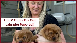 Fox Red Labrador Retriever Puppies - Lulu & Ford's Litter