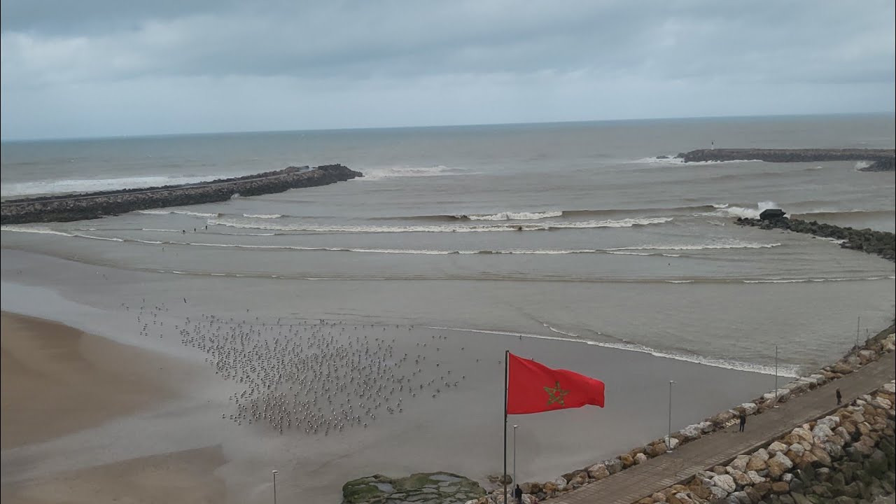 شاطئ الرباط يكتسي لون بني بسبب حمولة واد ابي رقراق و يجذب آلاف الطيورالمهاجرة! 😱😱