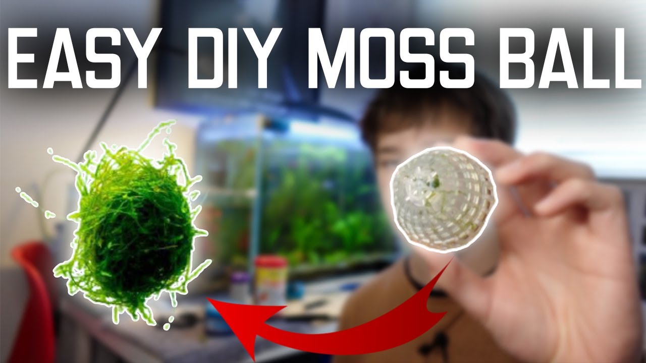 How to Make Extra Large Moss Balls - 2 Bees in a Pod