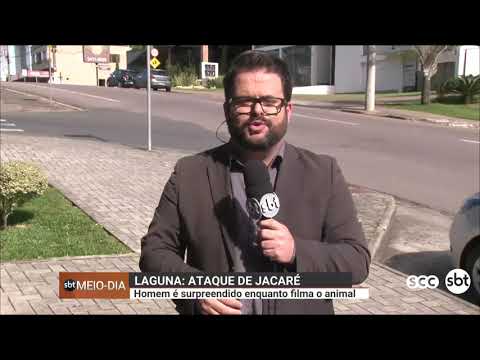 Ataque de Jacaré em Joinville: homem é surpreendido enquanto filma o animal