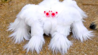 20 Most Dangerous Spiders In The World
