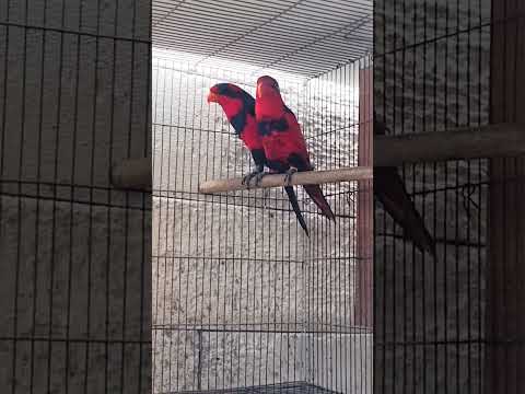 🎯💯❤️สีกำลังสวยเลย Red&Blue #lory Eos histrio #อาหารโนรี #วิตามินYimFarm #lorikeet #YimFarm