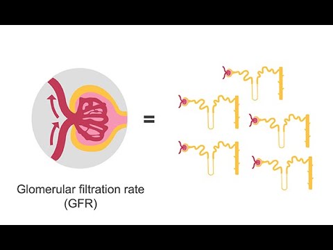Estimating glomerular filtration rate (GFR)