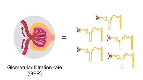 Estimating glomerular filtration rate (GFR)