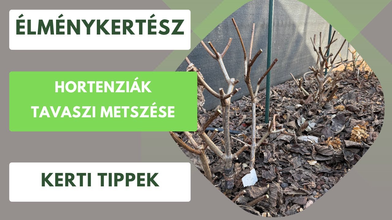 Tavaszi hortenzia metszés!✂️-Így lesz sok virág a bugás és cserjés hortenzián- Élménykertész tippek