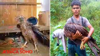 Philippine eagle na sugatan at inatake diumano ng 30 unggoy, pumanaw na | Kapuso Mo, Jessica Soho