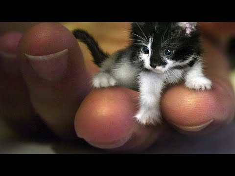 فيديو: ما هو - أصغر حيوان في العالم؟