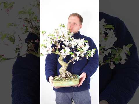 Flowers On An Old Apple Bonsai