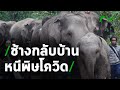 อยู่ไปก็อดตาย ช้างนับร้อยอพยพกลับบ้าน หนีพิษโควิด | Thairath Online