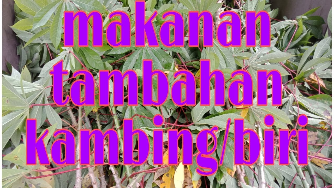 cara buat makanan tambahan utk ternakan(kambing/biri) 