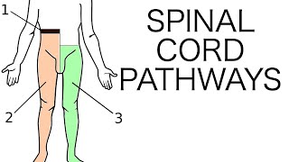 Spinal Cord Pathways