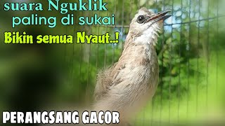 Trucukan Gacor Seperti Di Alam Untuk Pancingan Bunyi Trucukan Bahan Dan Anakan