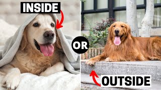 Are Golden Retrievers Inside or Outside Dogs? by Retriever Care 7,242 views 1 year ago 3 minutes, 12 seconds