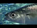 Facts: The Pacific Mackerel (Chub Mackerel)