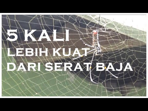 Video: Lukisan Jaring Untuk Dempul: Jenis Jaring Untuk Dempul Dinding, Yang Membutuhkan Jaring Laba-laba Penguat