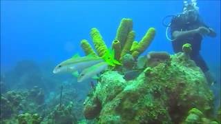Eagles Nest and Oro Verde Scuba Diving - West Grand Cayman 2016