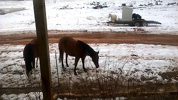 Why are bananas good for horses?