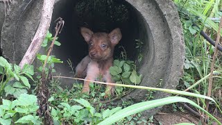 Pets Rescue | Rescue The Abandoned Puppy Have To Be Far Away From Family And Relatives Living Alone by Awesome Animals Creature Chronicles 110,241 views 3 years ago 11 minutes, 43 seconds