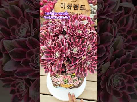 #이화히어로#김옥화#선물#민공방분 #다육이농장 #이화랜드010-3339-2461# 식물재테크달인 #식물전도사 #succulent #shorts