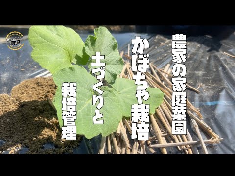レイズドベッドでカボチャ栽培！私が成功したコツ