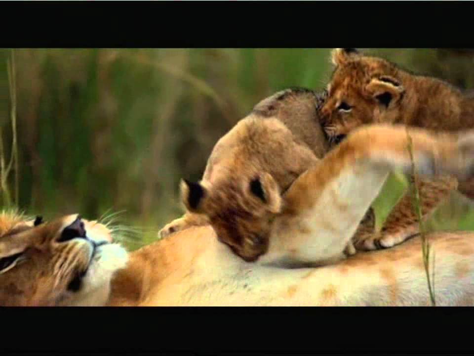 African cats The Movie (french) [TEASER] YouTube