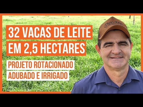 32 VACAS DE LEITE EM 2,5 HECTARES - PROJETO ROTACIONADO ADUBADO E IRRIGADO #parte10