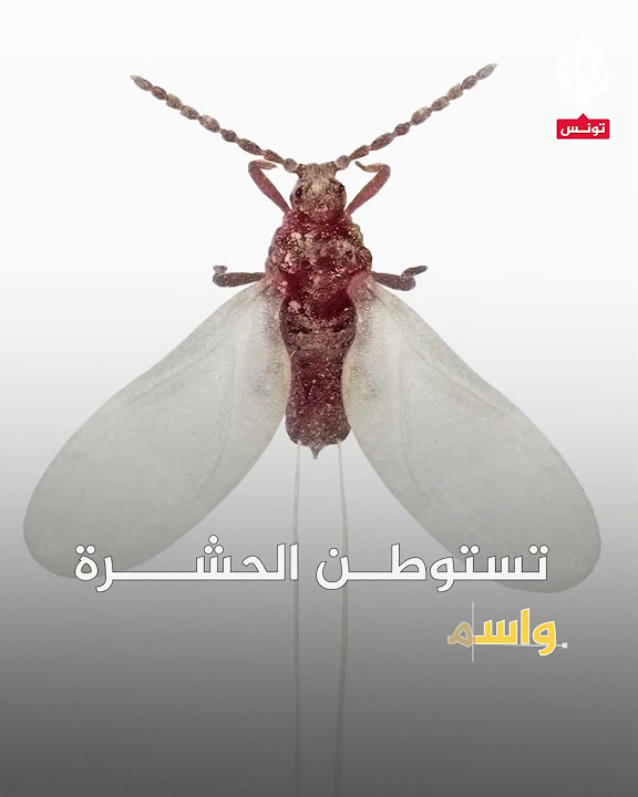          
 - نشر قبل 7 دقيقة