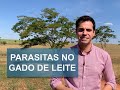 COMO CONTROLAR PARASITAS EM VACAS DE LEITE?