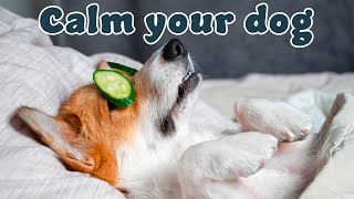 RELAXING MUSIC TO SLEEP DOG IN 5 MINUTES AND RELIEVE ANXIETY by Love For Animals 153 views 1 year ago 3 hours