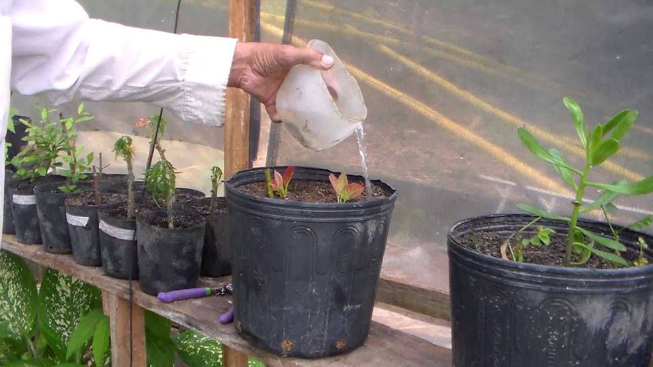 como fazer estaquia do abacate aproveitando a brotação confira    Americo Brazil informa