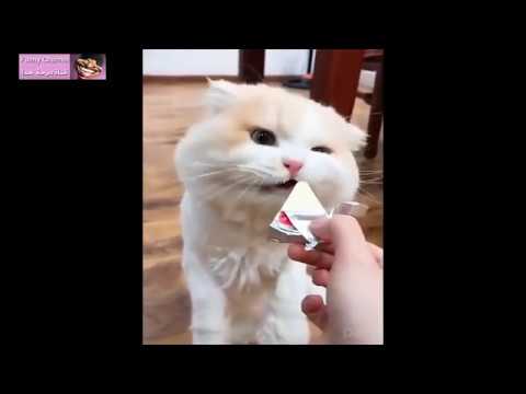 cats---baby-cats---cute-and-funny-cat-videos-compilation