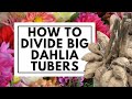 How To Divide Big Dahlia Tubers Easily 
