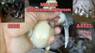 Major Difference Between Aseel Breed & Other Desi Or Fancy Breed