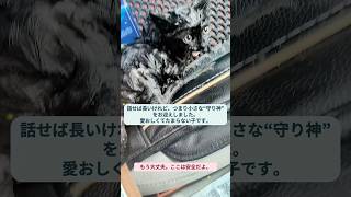 話せば長いけれど、やっと“小さな守り神”——野良の子がうちの子になりました🐱💖#出会いの旅 #保護猫 #野良猫 #猫 #かわいい
