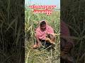 "মানুষের মনুষ্যত্বের ওজন ঠিক কতটুকু জানেন"?#foryou #viral #shorts #birds #birdlovers #birdrescue