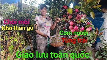 29/11 GL .Nho thân gỗ .Cơm nguội .chòi mòi .tùng trái giá rẻ #lh0382354700 #Baosíp ...