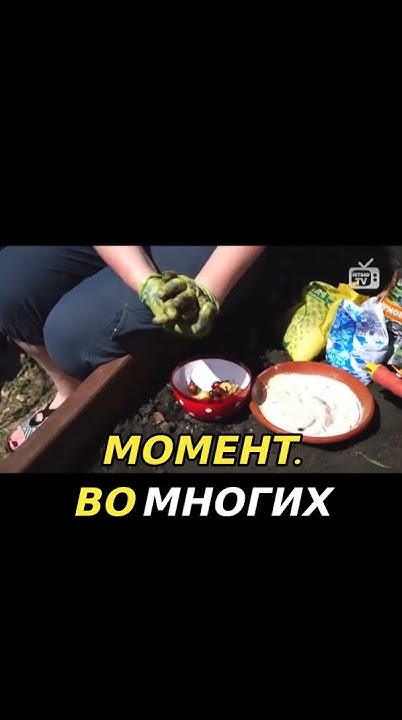 Замачивание лука перед посадкой: солевой раствор и марганцовка - YouTube