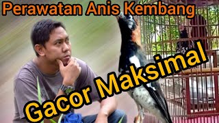 Cara Merawat Anis Kembang Biar Gacor