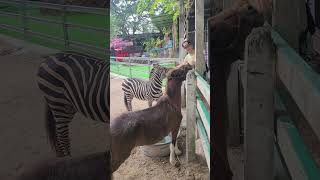 I&#39;ve definitely never touched a zebra before