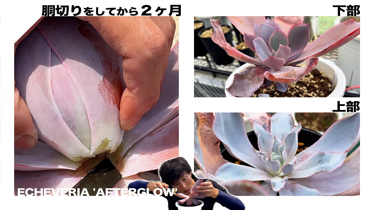 アフターグロー】あの株は今！2ヶ月前に行った緊急オペ企画のその後