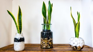 Yes, a Snake Plant can grow in water!